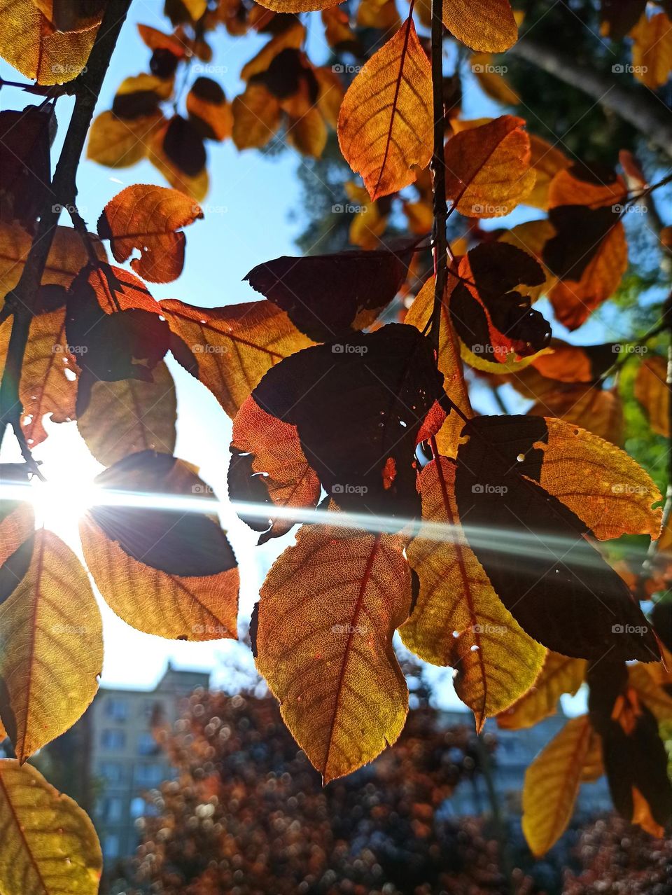 Fall Wins! (Bonus Exclusive Mission)