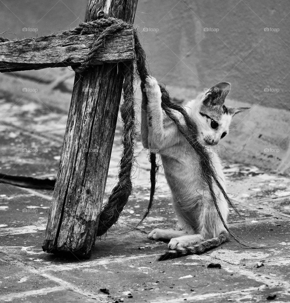 Animal photography - cat playing with rope 