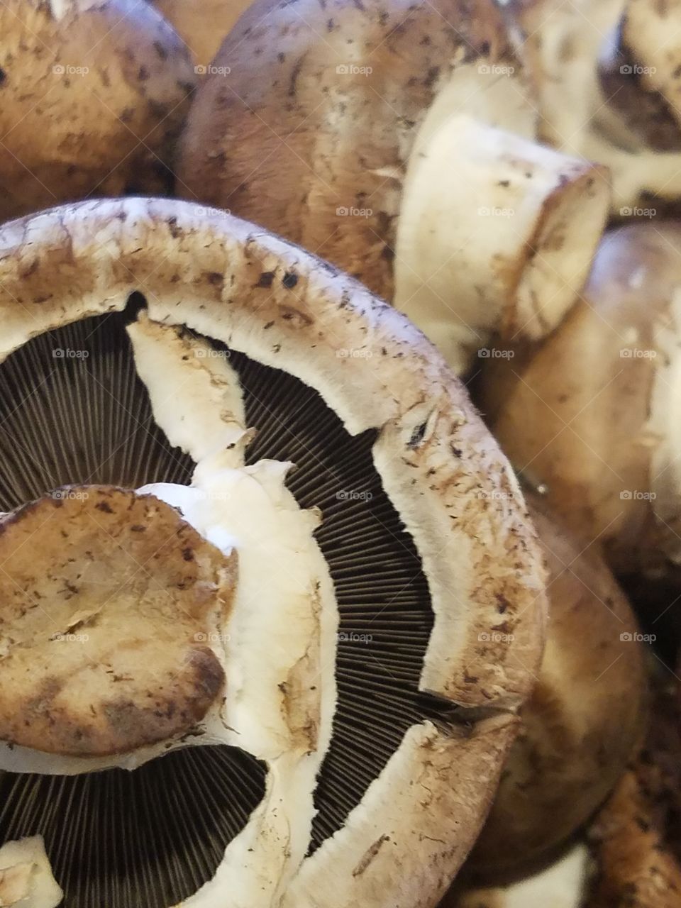 Upclose Mushrooms