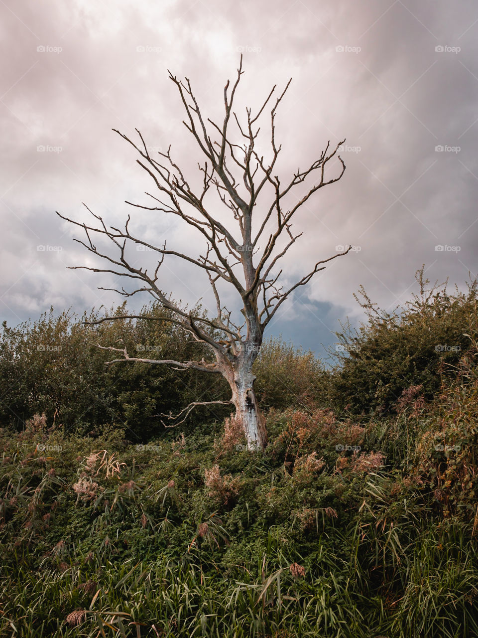 An Old Dead Tree….. Landscape of an old dead tree in a cloudy back setting.