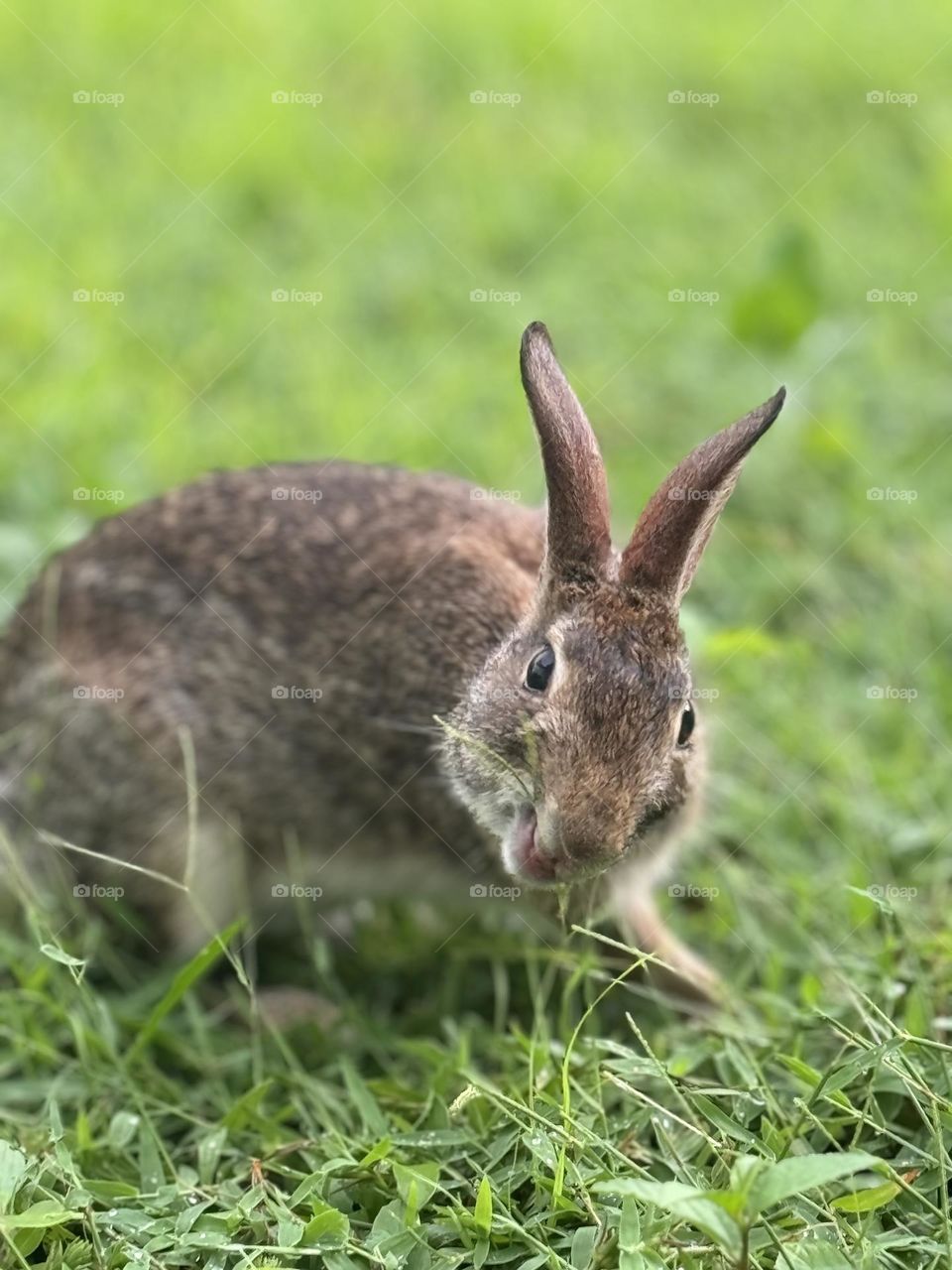 Funny face bunny.