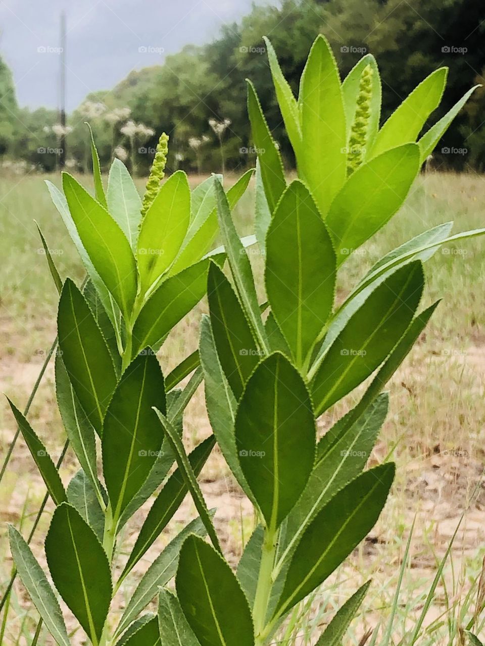 Beautiful green plants, with green flowers growing from the middle along the main road to the ranch 💚