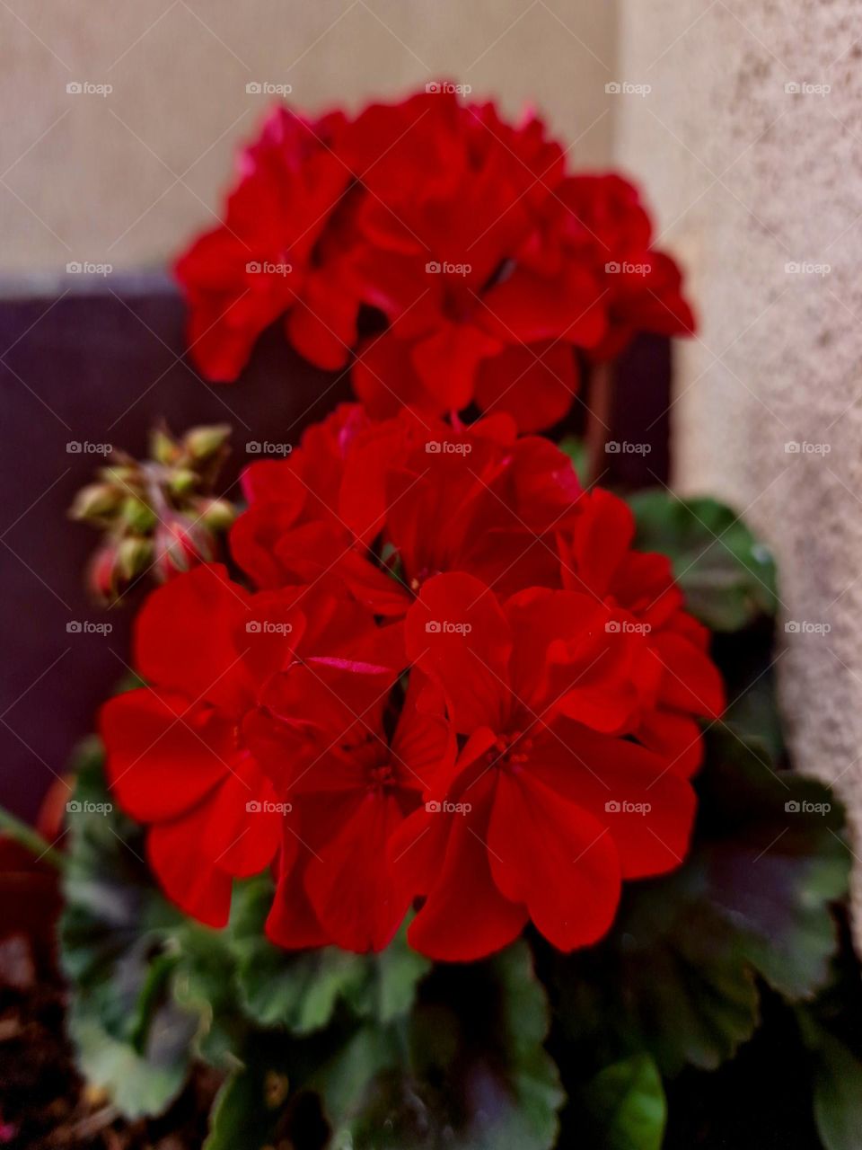 red flower