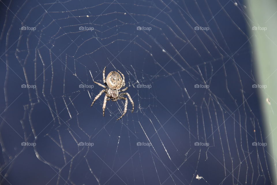 Spider in her net