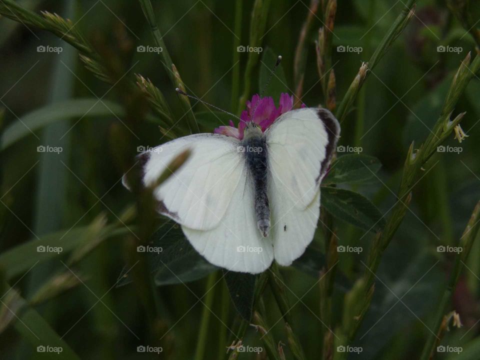 Schmetterling auf Rotklee