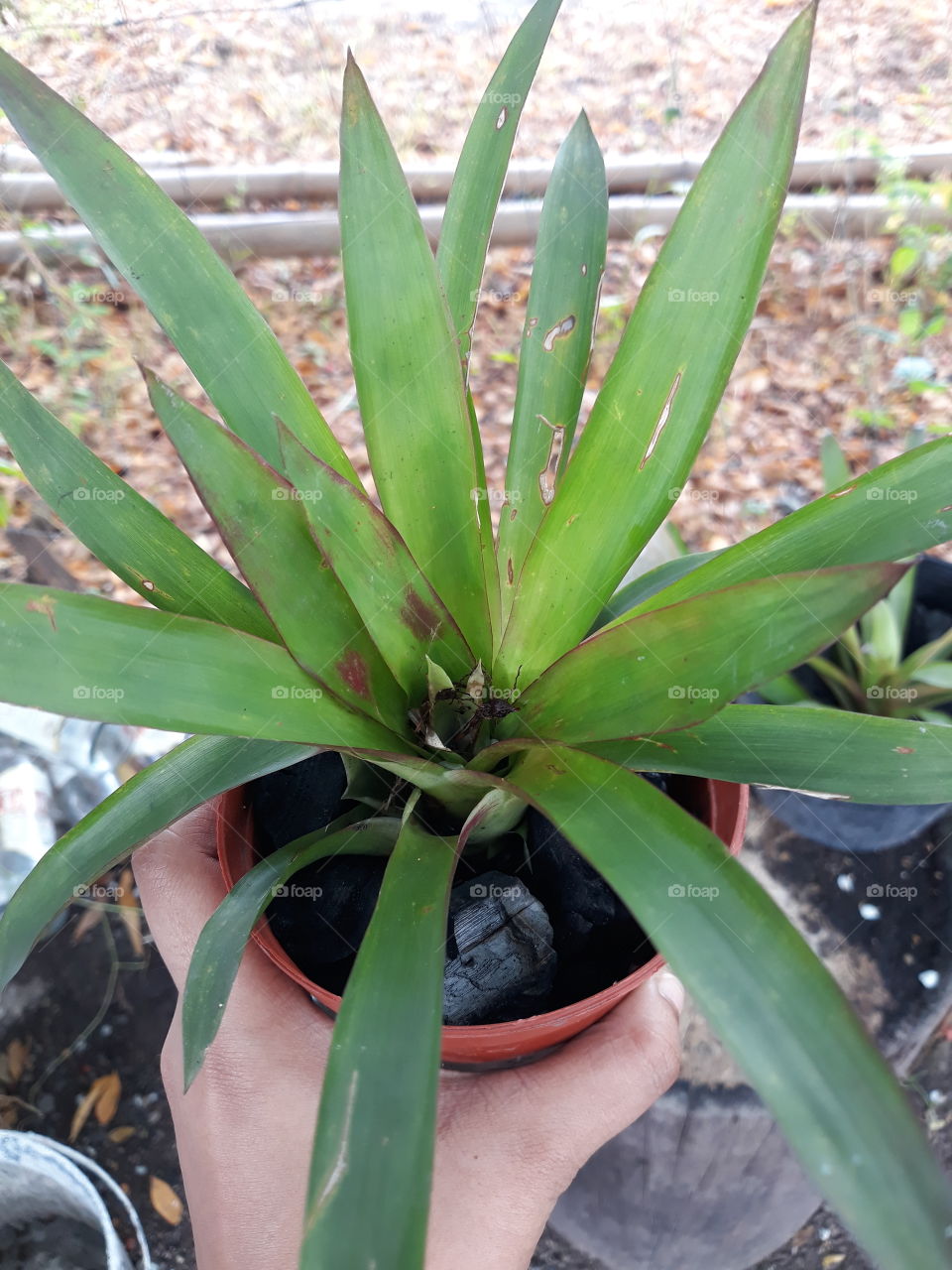 Bromeliad in potted with coal.