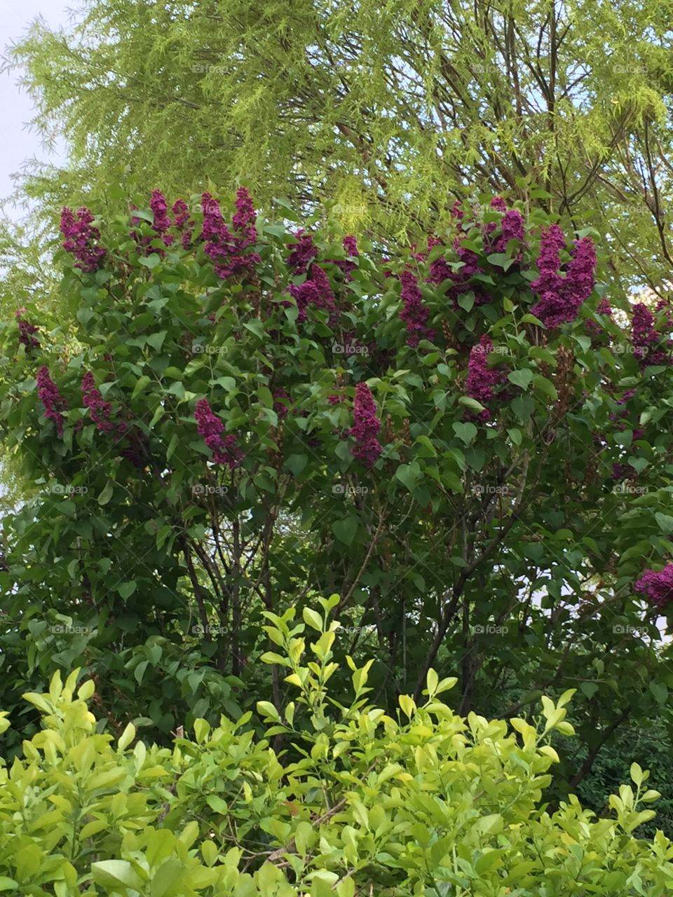 Purple Reign Lilacs in My yard