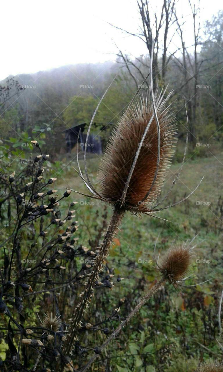 Thistle