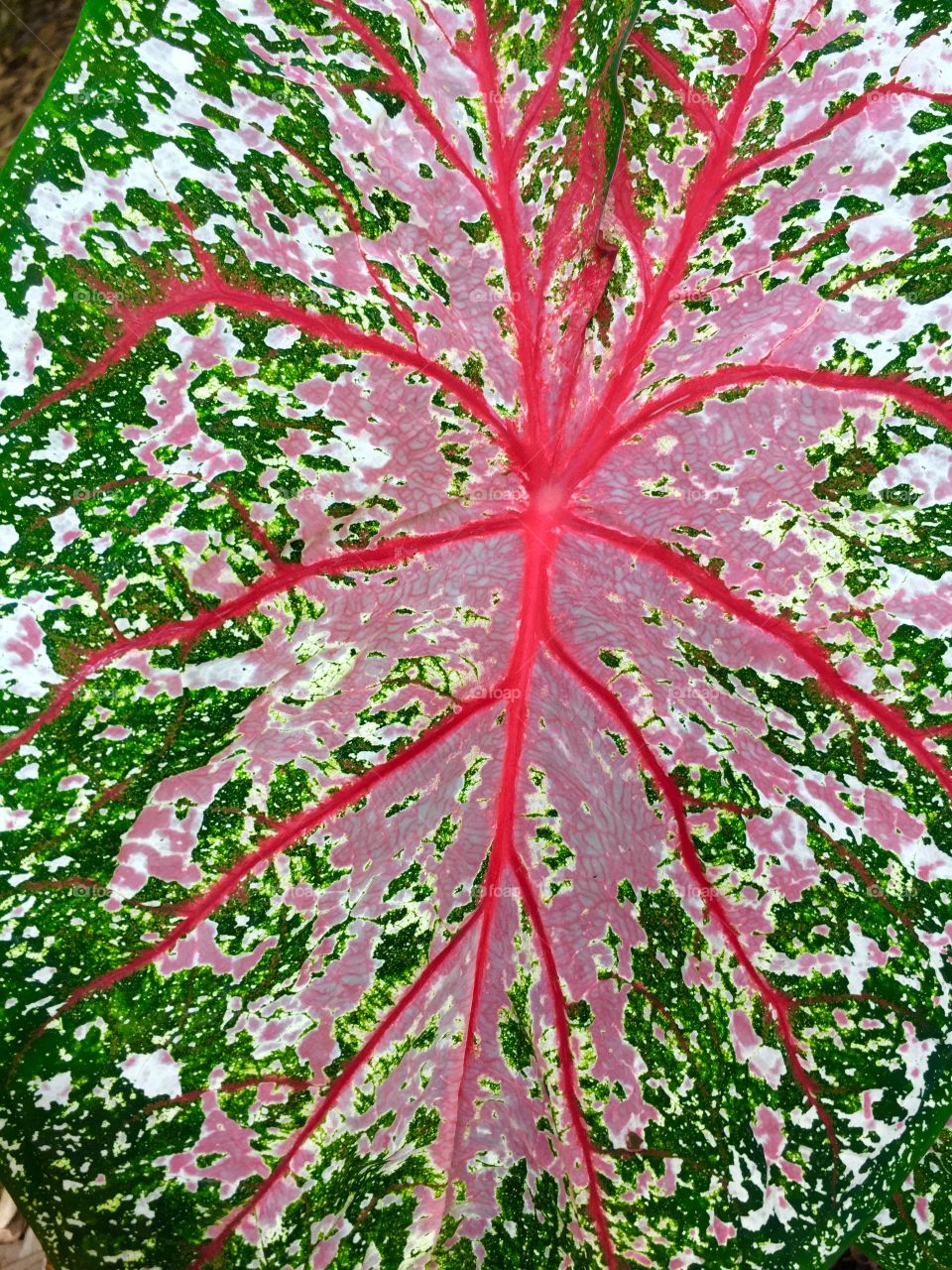 Pink leaf lines