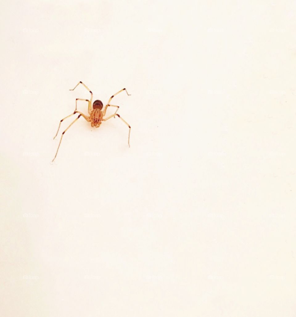 spider