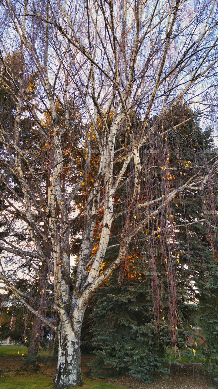 tall birch tree