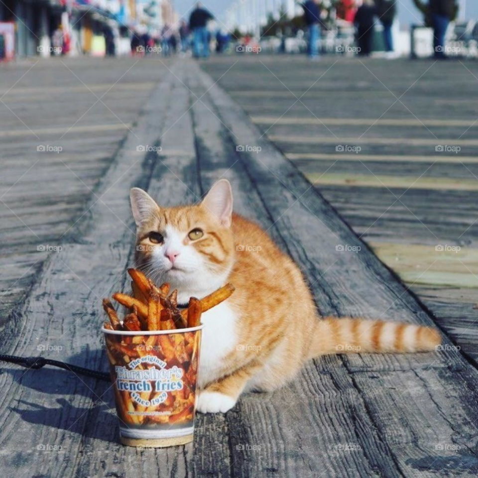 orange cat is cool
