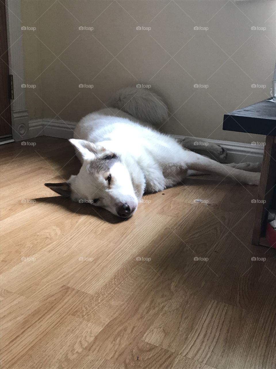 White dog sleeping on the floor with tail on the wall