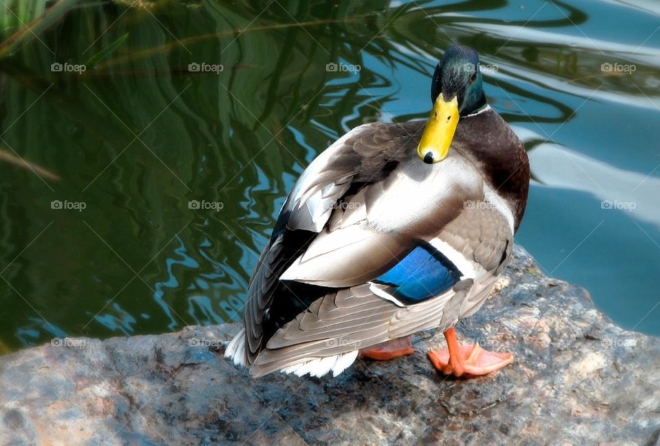 Mallard duck. Mallard duck in San Francisco