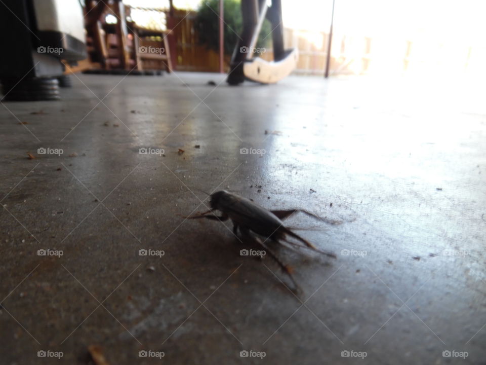 cricket 2. This is another picture of the same cricket. 👣 🚶 🏃 🔥 💨