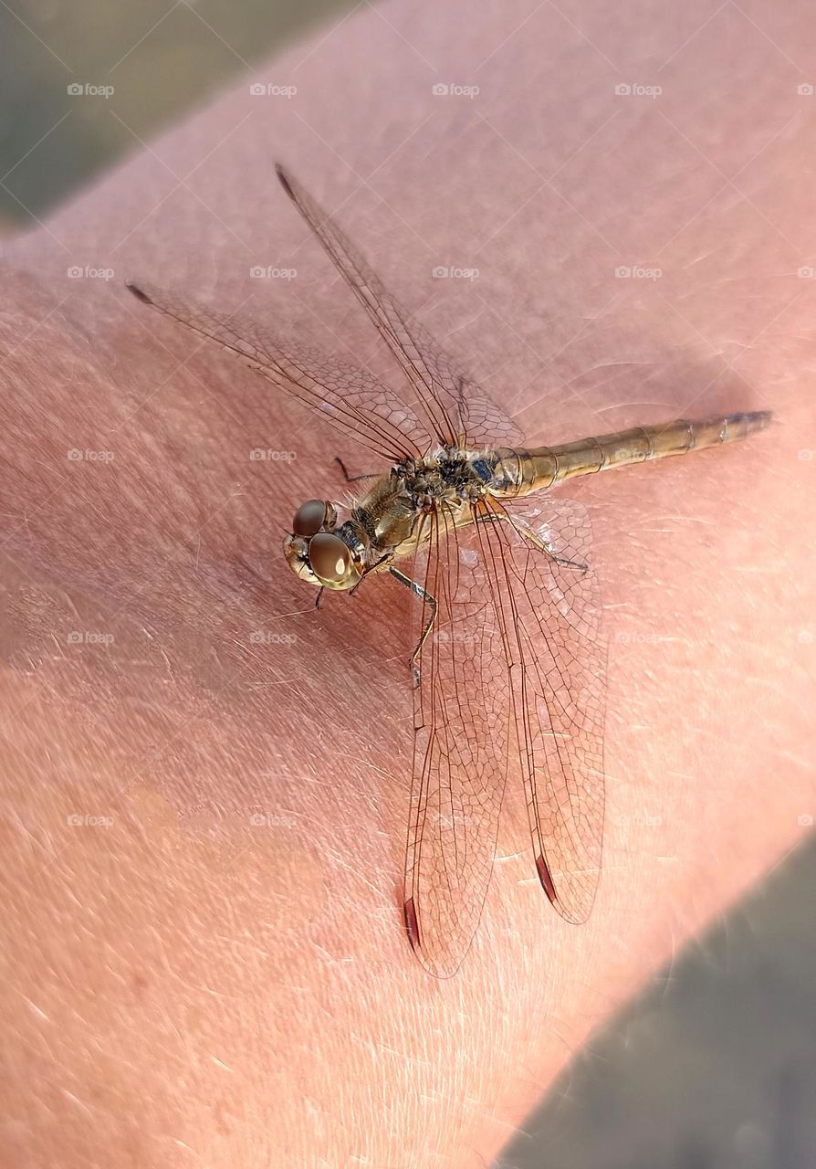 dragonfly on a legs person close up mobile photography