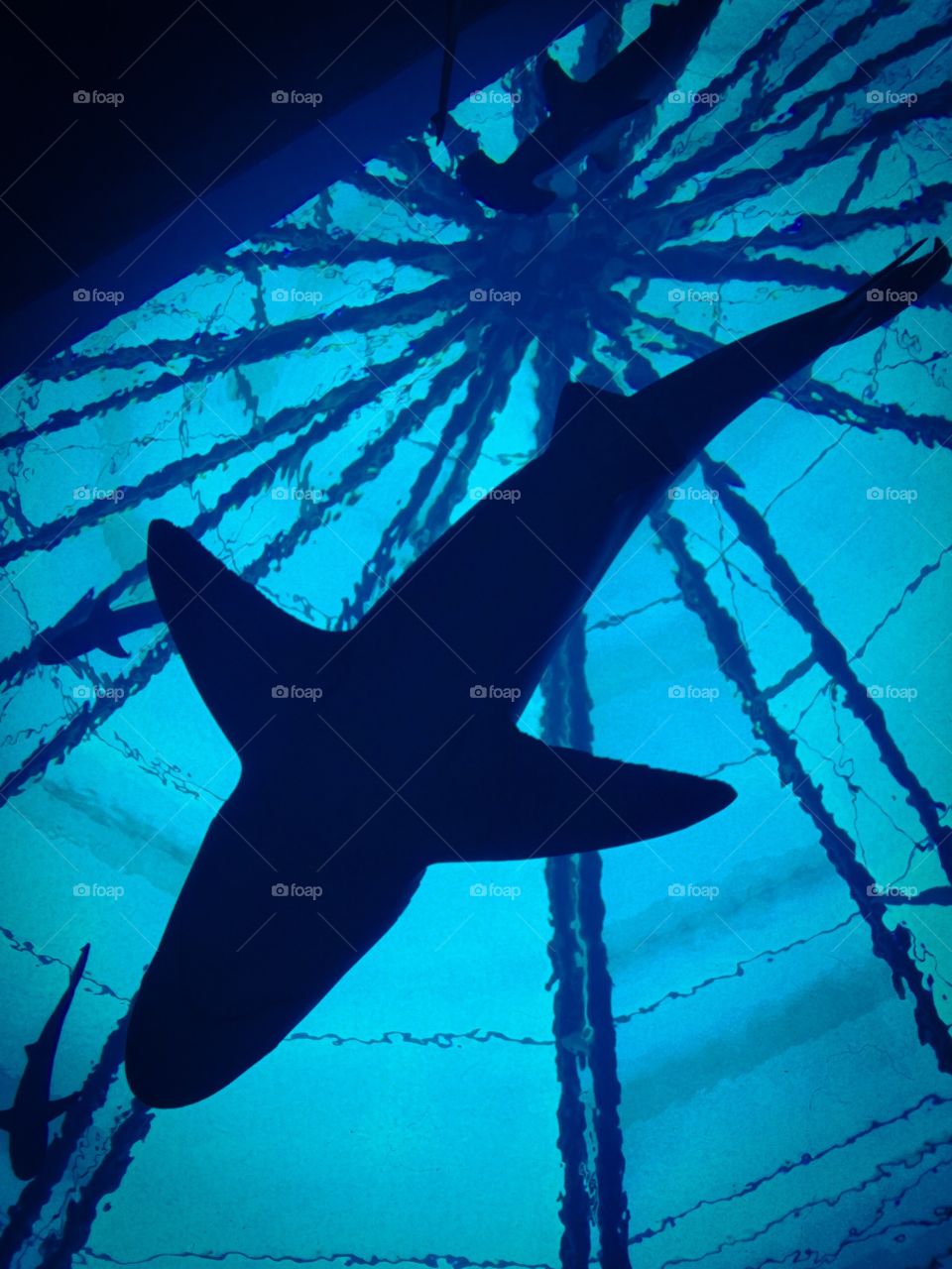 Shark. Aquarium. 