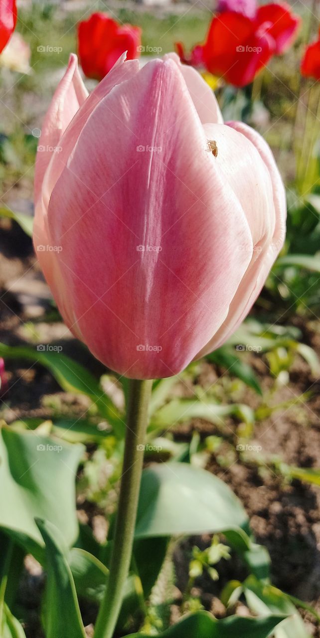 tulip