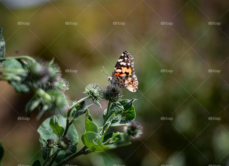 Butterfly