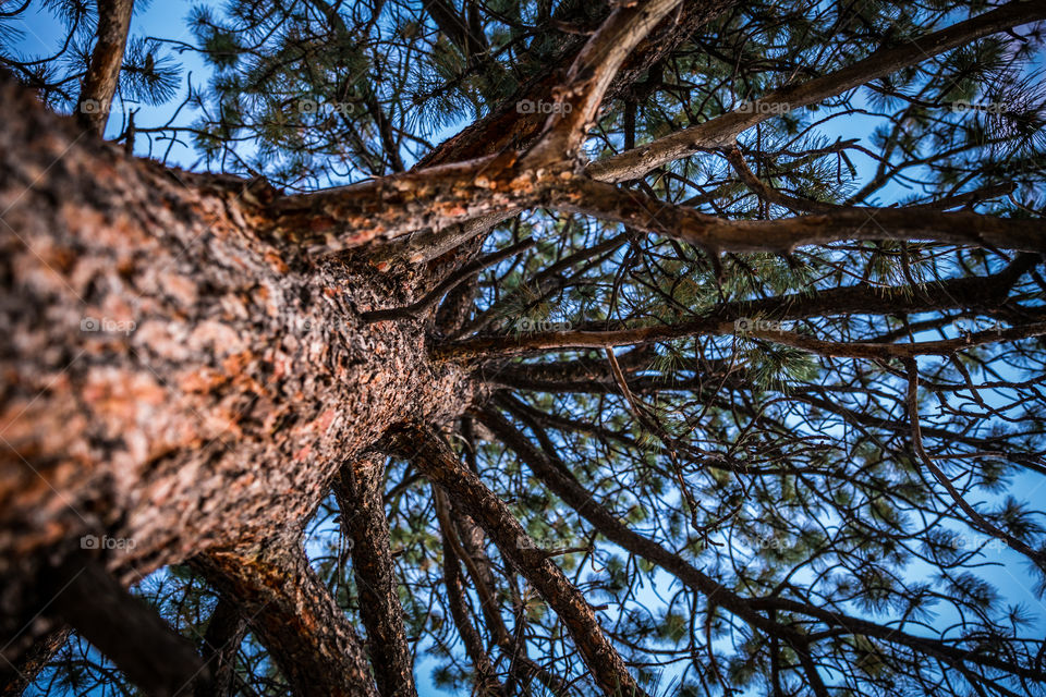 Looking up in RMNP. Sunrise in Rocky Mountain National Park