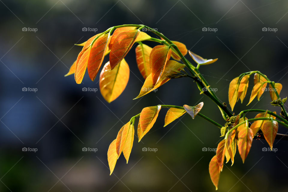 Pale greens are the sign of welcoming a new spring.