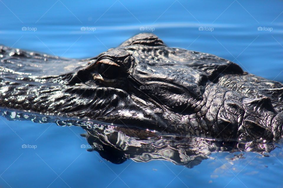 Alligator. Everglades