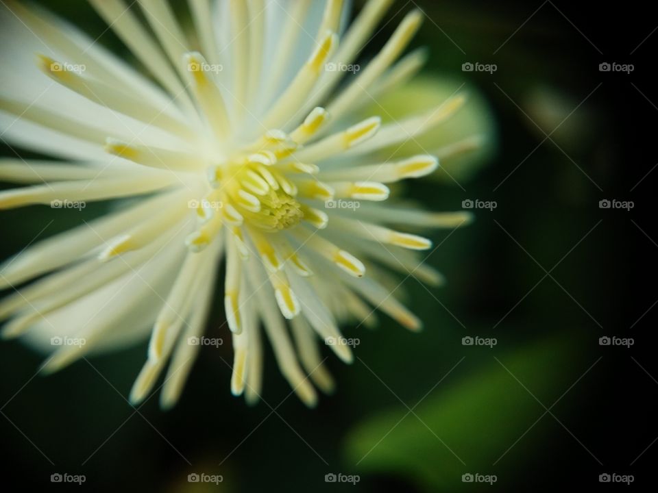 Close-up of flower