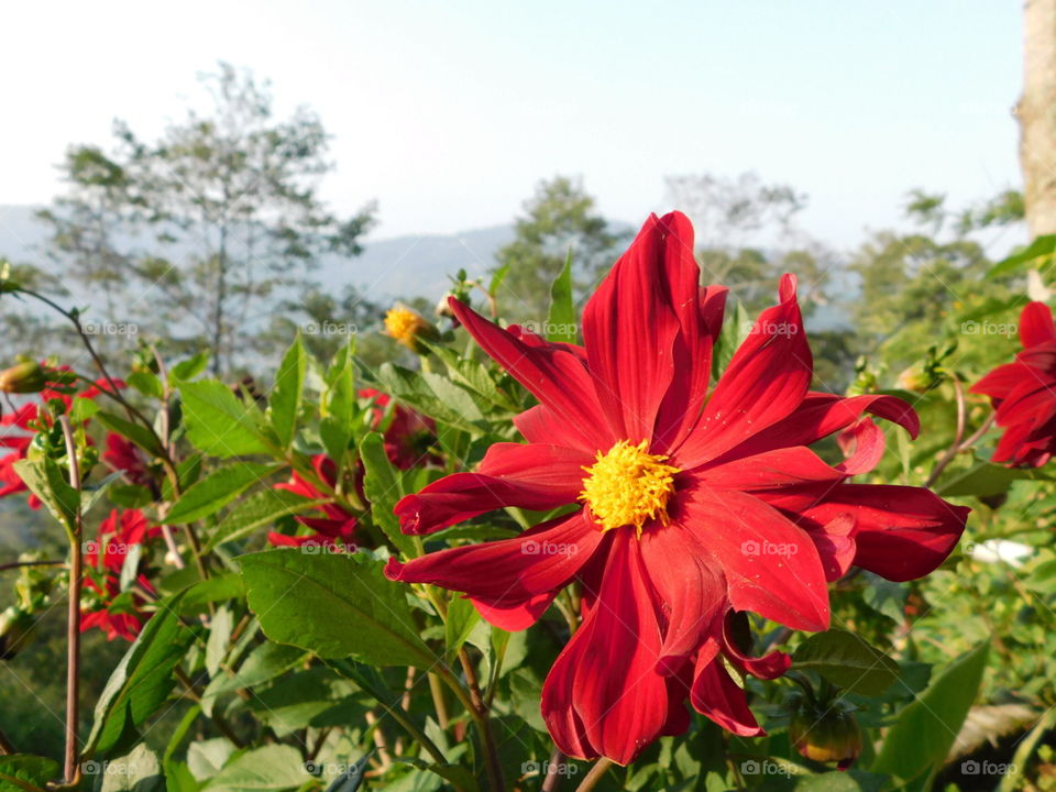 red flower with mountain view