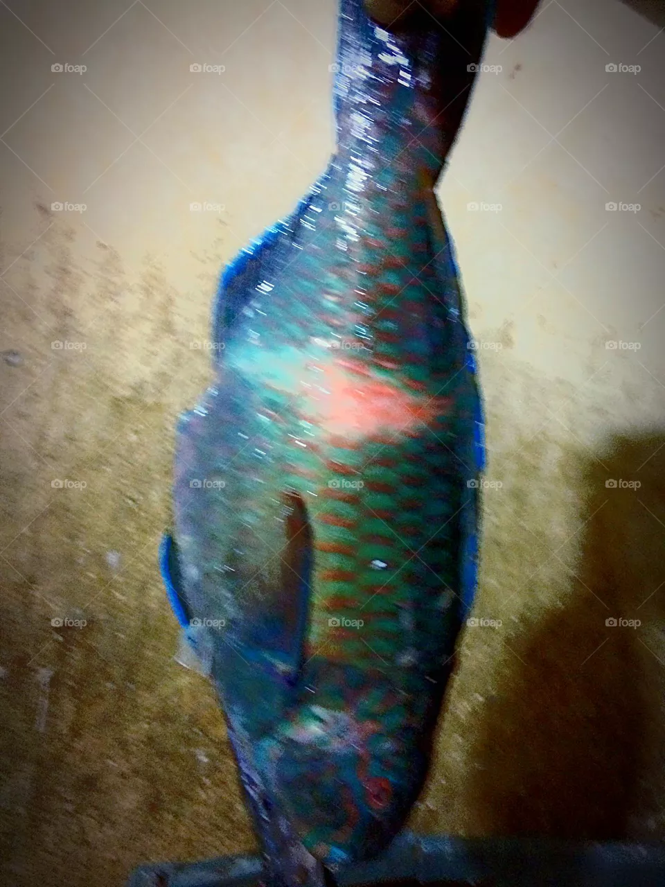 Colored fish 