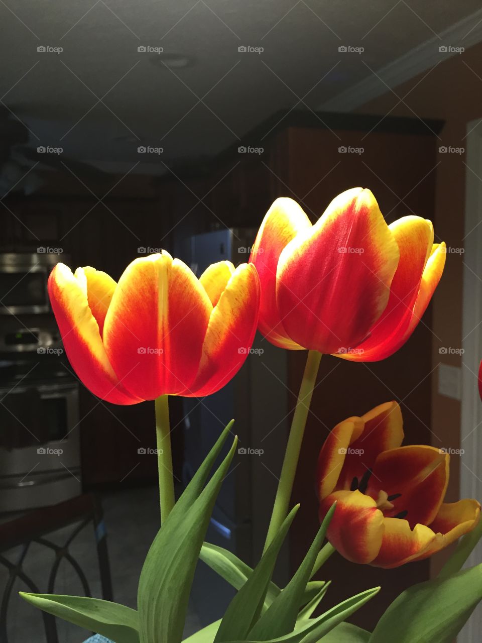 Tulips