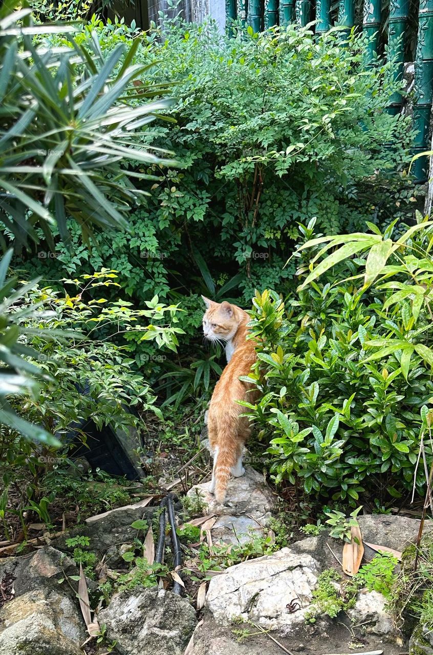 Cat in the garden 
