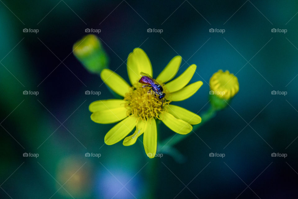 small yellow flower with a bee on it