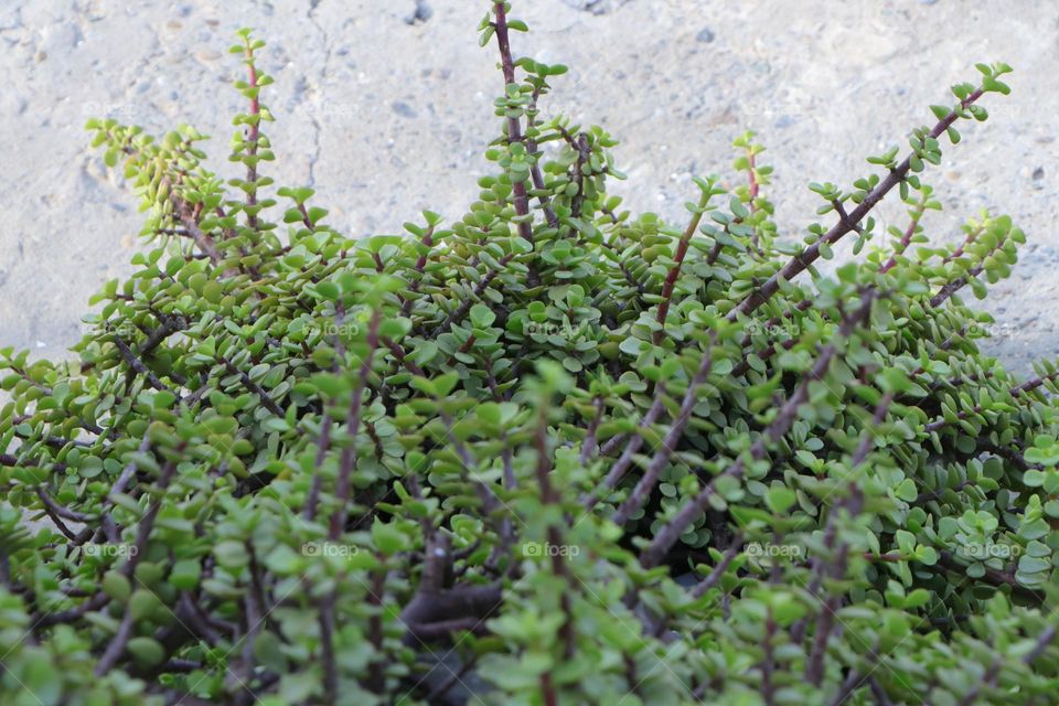 urban nature:  plant