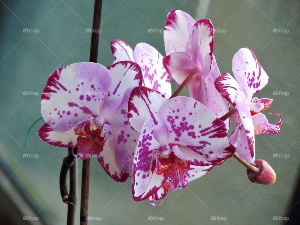 Pink orchid. orchid flowers 