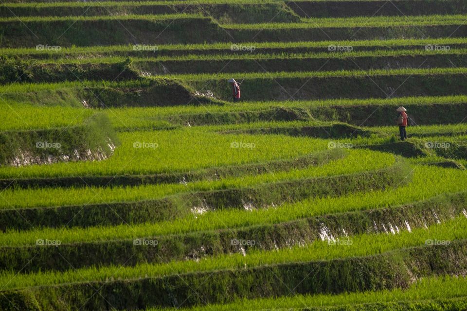 Farmers work in terraced rice fields