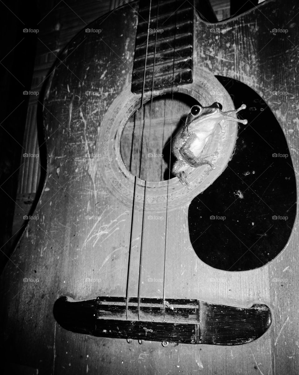 Frog in a guitar