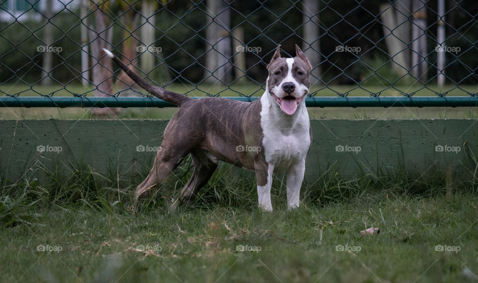 Pitbull puppy watching the park around