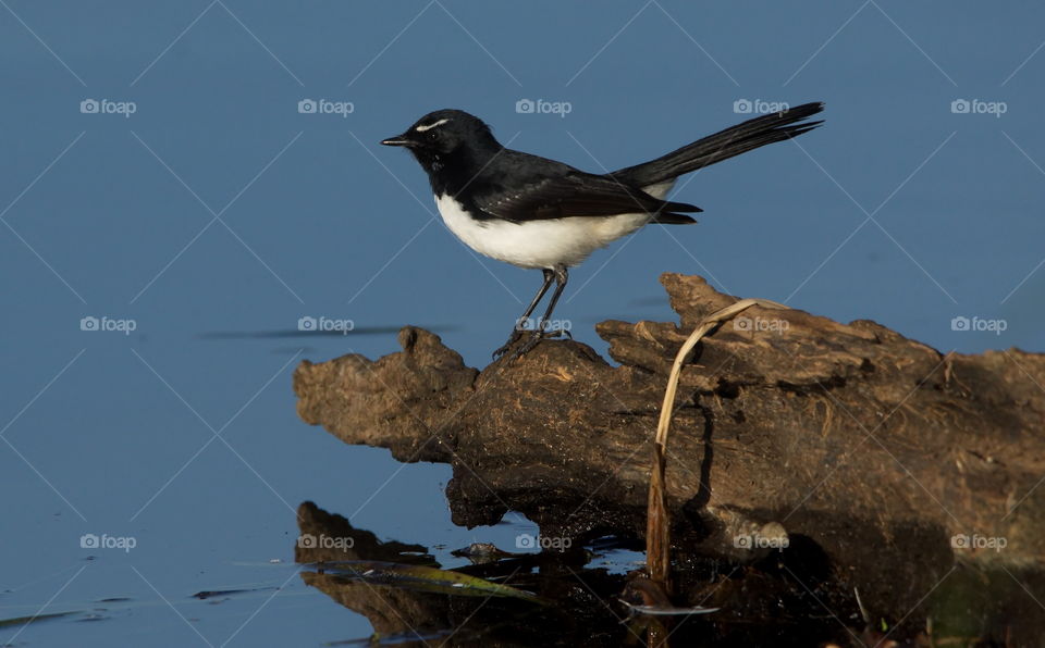 Willie Wagtail hunting insects next to a lake