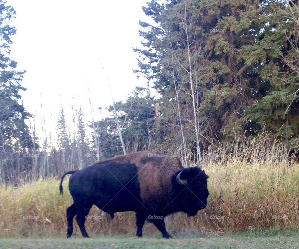 Buffalo 