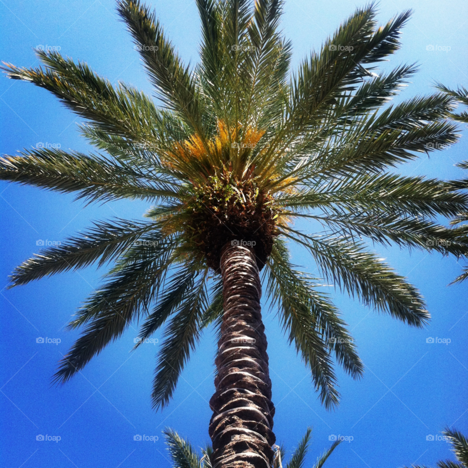 florida palm tree delray beach florida by ZebinR