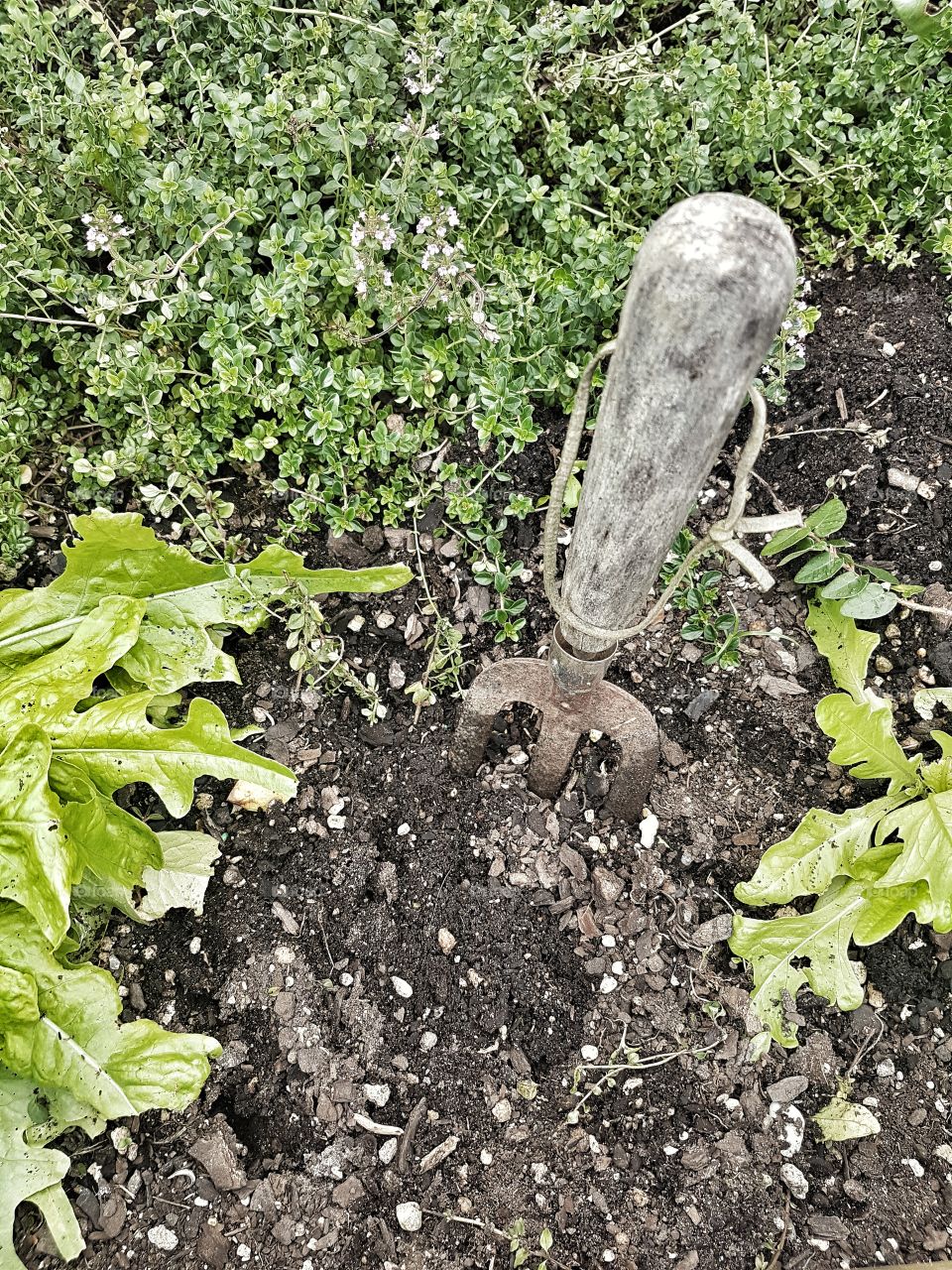 Herb Garden and tool