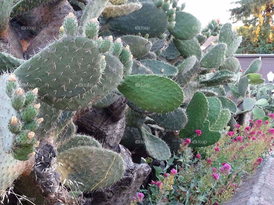 Padres Cactus Garden