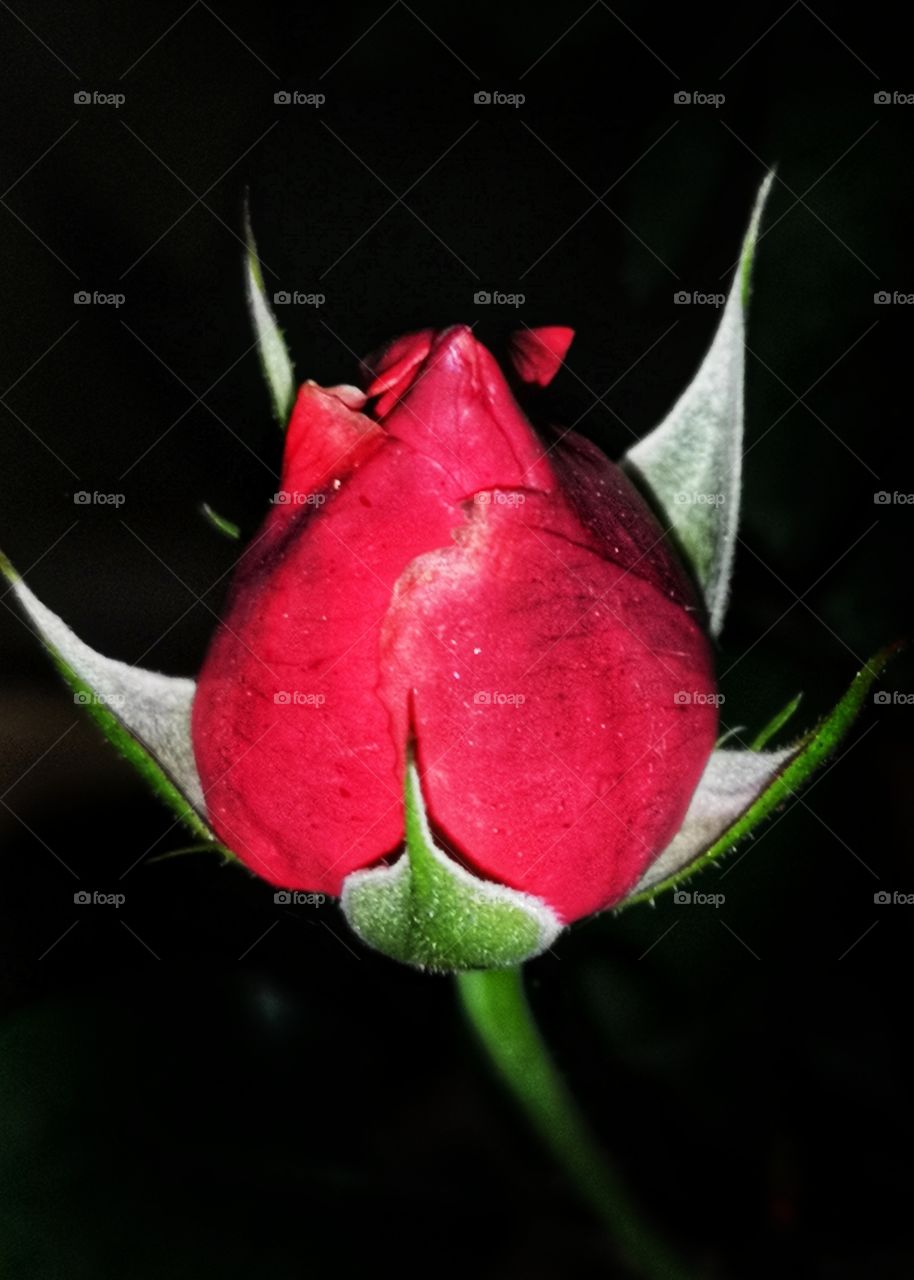 Red rose in night