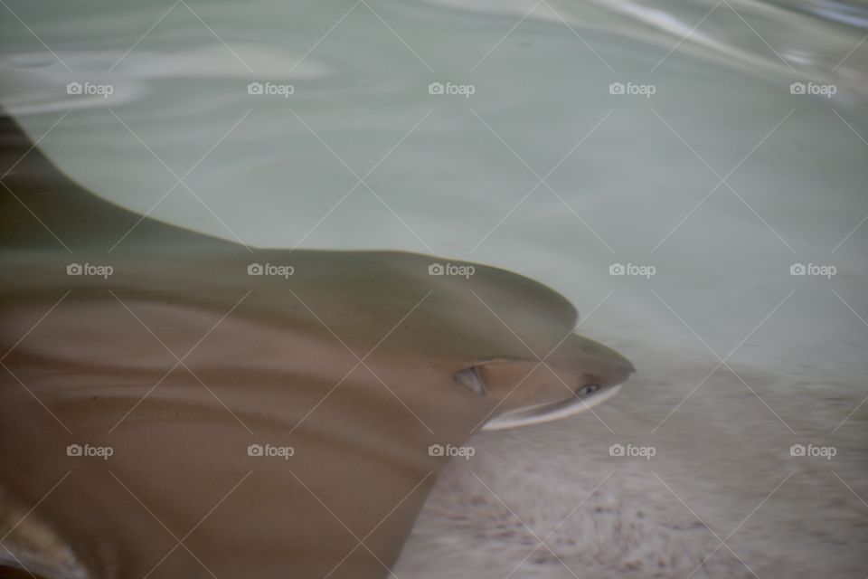 The head of a sting ray just under the surface of the water