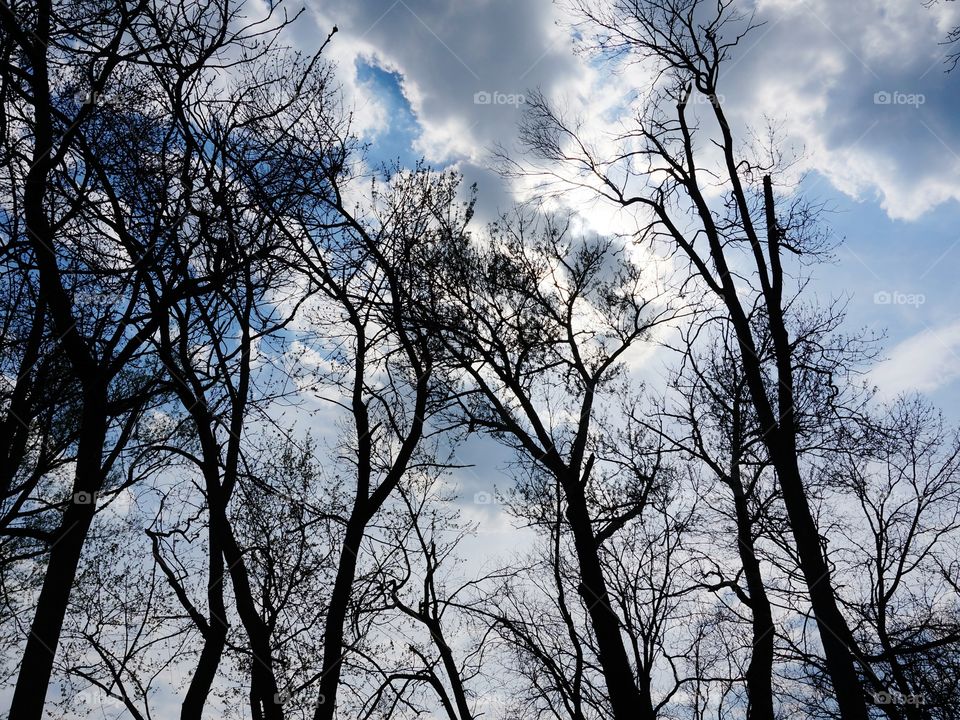 Clouds. Trees and Clouds 