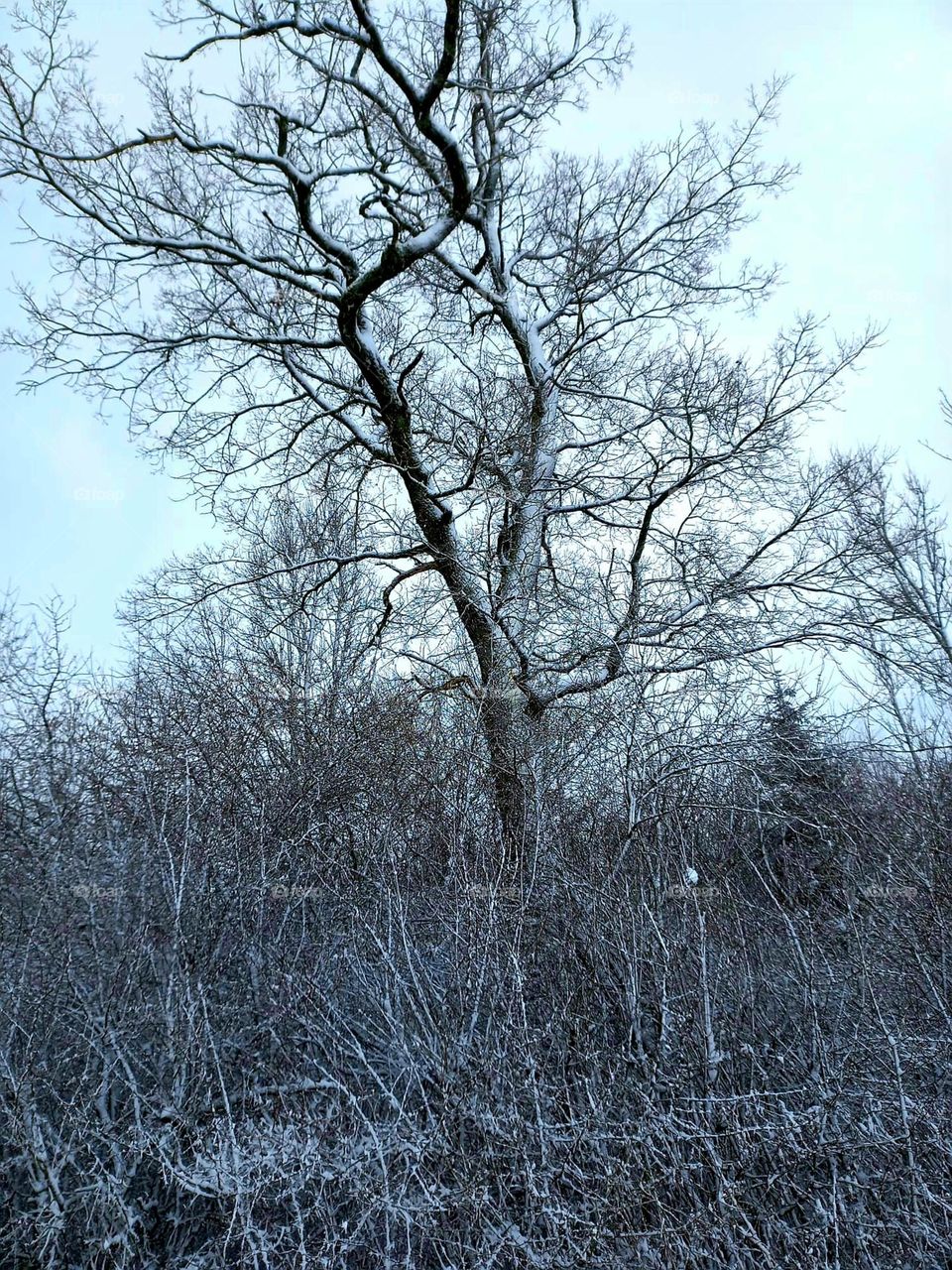 Snow-covered Tree in Winter