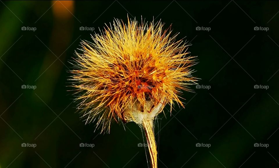 rows, kartiya, darck , flying,