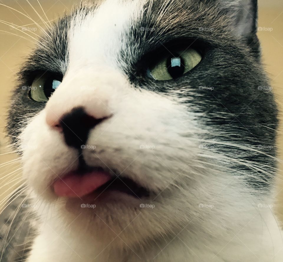 Cat sticking tongue out