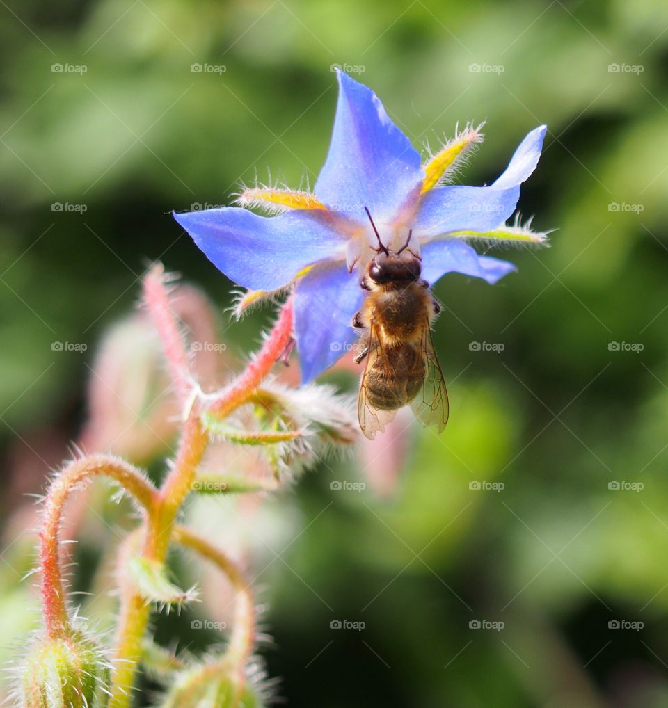 Bee licking pollen in a  blue wild flower