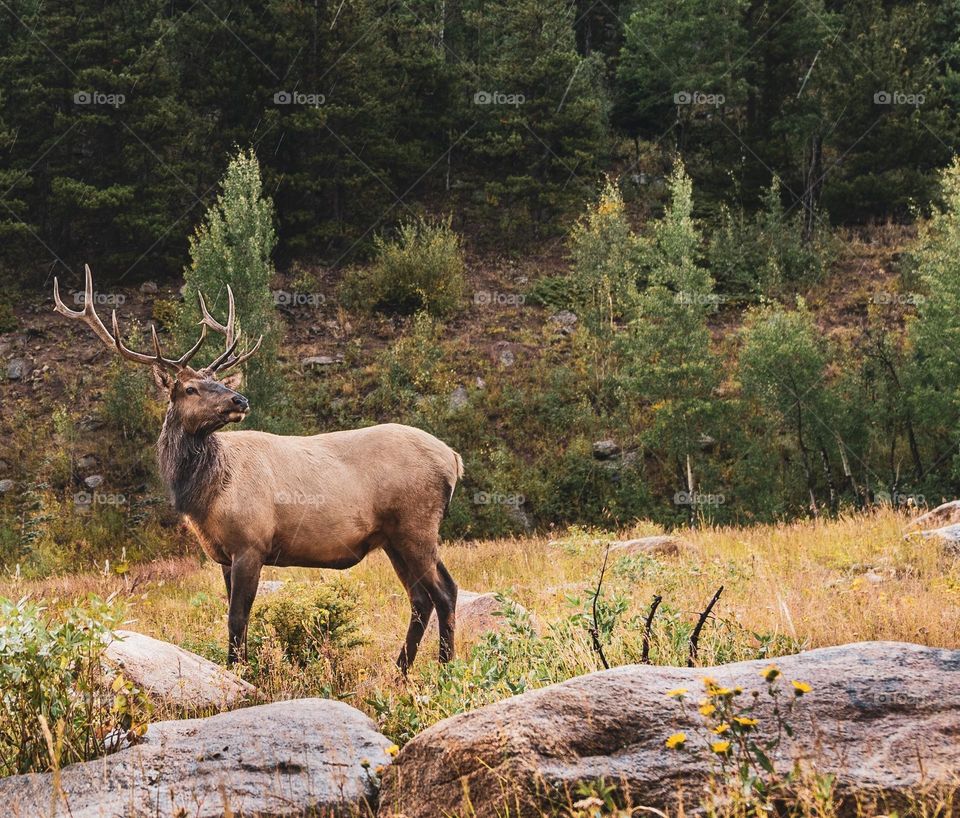 Beautiful brown colour deer